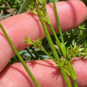 Juncus fockei at Namadgi National Park - 10 Jan 2024