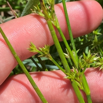 Juncus fockei (A Rush) at Mount Clear, ACT - 10 Jan 2024 by Tapirlord