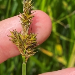 Carex disticha (Brown Sedge) at Mount Clear, ACT - 10 Jan 2024 by Tapirlord