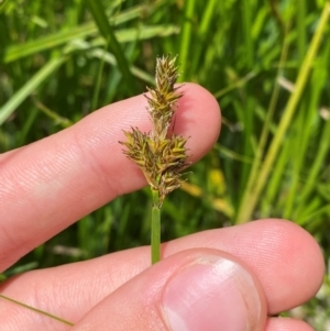 Carex disticha at Namadgi National Park - 10 Jan 2024