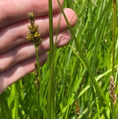 Carex disticha at Namadgi National Park - 10 Jan 2024