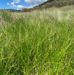 Carex disticha at Namadgi National Park - 10 Jan 2024