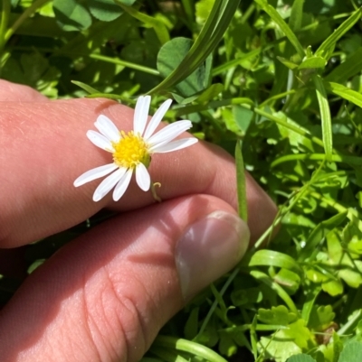 Brachyscome graminea (Grass Daisy) at Mount Clear, ACT - 10 Jan 2024 by Tapirlord