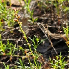 Haloragis heterophylla (Variable Raspwort) at Hawker, ACT - 16 Feb 2024 by sangio7