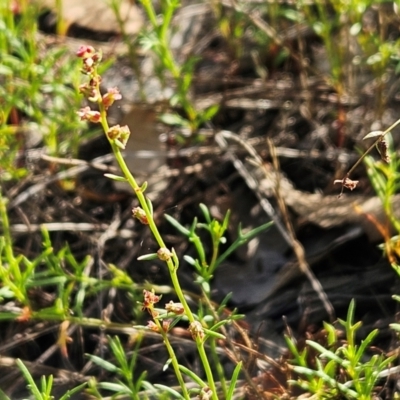 Haloragis heterophylla (Variable Raspwort) at The Pinnacle - 17 Feb 2024 by sangio7