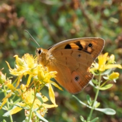 Heteronympha penelope (Shouldered Brown) at Pialligo, ACT - 16 Feb 2024 by DPRees125