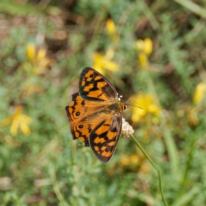 Heteronympha penelope at Mount Ainslie - 17 Feb 2024 09:13 AM