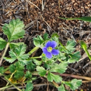 Erodium crinitum at The Pinnacle - 17 Feb 2024