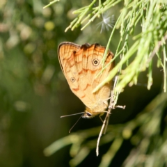 Heteronympha paradelpha (Spotted Brown) at Mount Ainslie - 17 Feb 2024 by DPRees125