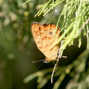 Heteronympha paradelpha at Mount Ainslie - 17 Feb 2024