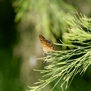 Heteronympha paradelpha at Mount Ainslie - 17 Feb 2024