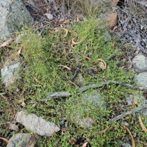 Einadia nutans subsp. nutans at The Pinnacle - 17 Feb 2024
