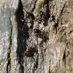 Papyrius sp. (genus) at Mount Ainslie - 17 Feb 2024