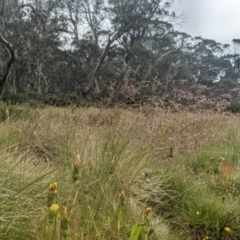 Agrostis bettyae (Forest Bent) at Namadgi National Park - 17 Feb 2024 by MattM