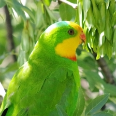 Polytelis swainsonii (Superb Parrot) at Gungahlin, ACT - 28 Dec 2023 by betchern0t