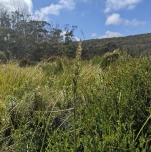 Deyeuxia brachyathera at Namadgi National Park - 17 Feb 2024