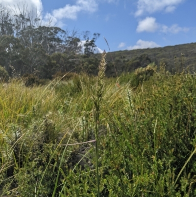 Deyeuxia brachyathera (Short Bent Grass) at Namadgi National Park - 16 Feb 2024 by MattM