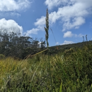 Deyeuxia brachyathera at Namadgi National Park - 17 Feb 2024
