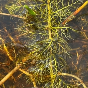 Utricularia sp. (australis or gibba ssp exoleta) at QPRC LGA - 17 Feb 2024