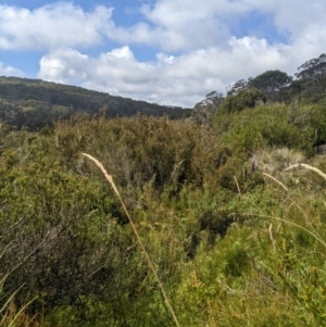 Deyeuxia brachyathera at Namadgi National Park - 17 Feb 2024