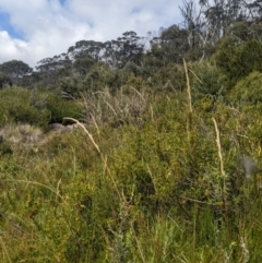 Deyeuxia brachyathera at Namadgi National Park - 17 Feb 2024