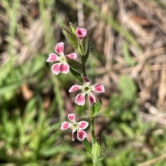 Silene gallica var. quinquevulnera (Five-wounded Catchfly) at QPRC LGA - 16 Feb 2024 by JaneR