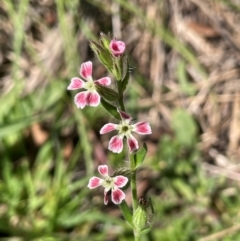 Silene gallica var. quinquevulnera (Five-wounded Catchfly) at QPRC LGA - 17 Feb 2024 by JaneR