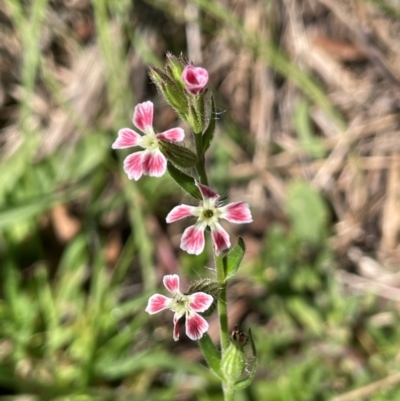 Silene gallica var. quinquevulnera (Five-wounded Catchfly) at QPRC LGA - 16 Feb 2024 by JaneR