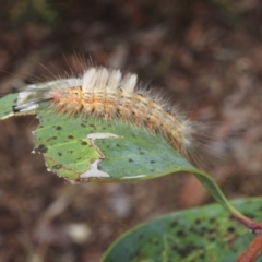 Orgyia anartoides (Painted Apple Moth) at Acton, ACT - 15 Feb 2024 by HelenCross