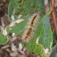 Orgyia anartoides at GG179 - 15 Feb 2024