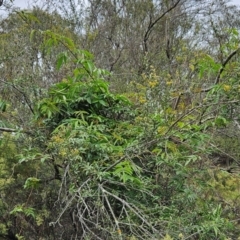 Pandorea pandorana (Wonga Wonga Vine) at The Pinnacle - 14 Jan 2024 by sangio7