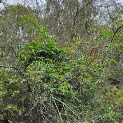 Pandorea pandorana (Wonga Wonga Vine) at Hawker, ACT - 14 Jan 2024 by sangio7