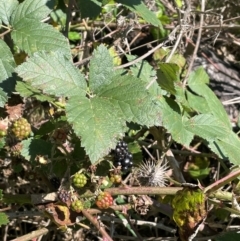 Rubus anglocandicans (Blackberry) at Bendoura, NSW - 16 Feb 2024 by JaneR