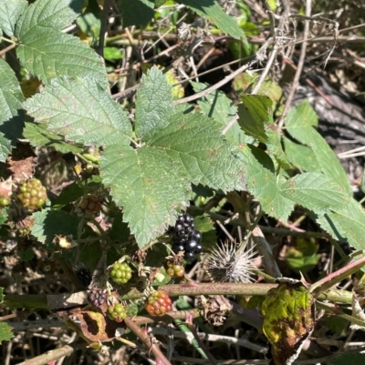 Rubus anglocandicans (Blackberry) at QPRC LGA - 17 Feb 2024 by JaneR