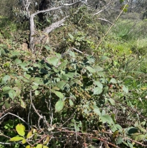 Rubus anglocandicans at QPRC LGA - 17 Feb 2024