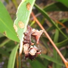 Neola semiaurata (Wattle Notodontid Moth) at GG179 - 15 Feb 2024 by HelenCross