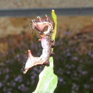 Neola semiaurata at GG179 - 15 Feb 2024