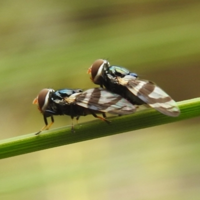 Lenophila achilles (Spider mimicking signal fly) at ANBG - 15 Feb 2024 by HelenCross