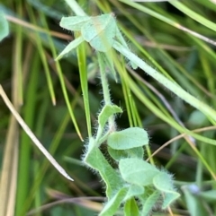 Lotus uliginosus at QPRC LGA - 17 Feb 2024