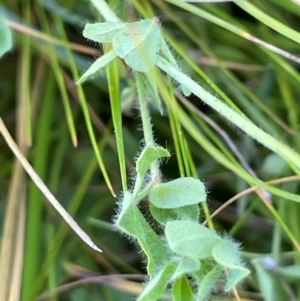 Lotus uliginosus at QPRC LGA - 17 Feb 2024