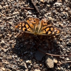 Unidentified Nymph (Nymphalidae) at Bendoc, VIC - 17 Feb 2024 by JimL