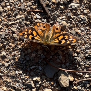 Heteronympha merope at Bendoc, VIC - 17 Feb 2024 06:20 PM