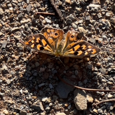 Unidentified Nymph (Nymphalidae) at Bendoc, VIC - 17 Feb 2024 by JimL