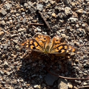 Heteronympha merope at Bendoc, VIC - 17 Feb 2024 06:20 PM