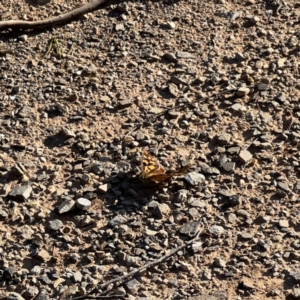 Heteronympha merope at Bendoc, VIC - 17 Feb 2024 06:20 PM