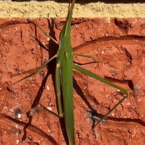 Acrida conica at Holt, ACT - suppressed