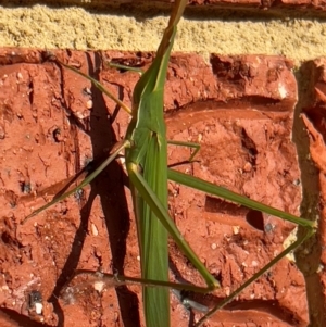 Acrida conica at Holt, ACT - suppressed