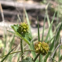 Hydrocotyle laxiflora (Stinking Pennywort) at Bendoura, NSW - 17 Feb 2024 by JaneR