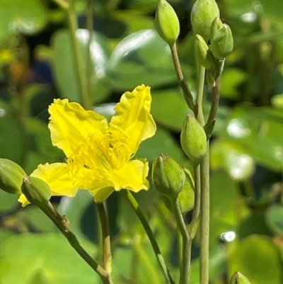 Ornduffia reniformis (Running Marsh-flower) at Bendoura, NSW - 17 Feb 2024 by JaneR