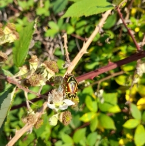 Eupoecila australasiae at Lower Molonglo - 17 Feb 2024